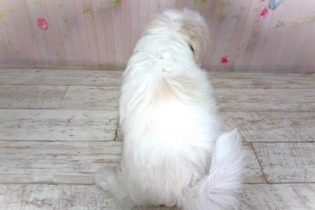 北海道のマルチーズ (Coo&RIKU北見店/2026年2月2日生まれ/男の子/ホワイト)の子犬の4枚目の画像