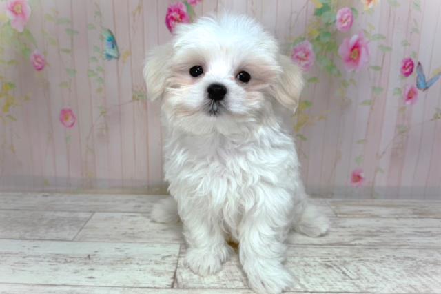 千葉県のマルチーズ (Coo&RIKU市原店/2026年2月2日生まれ/男の子/ホワイト)の子犬の1枚目の画像