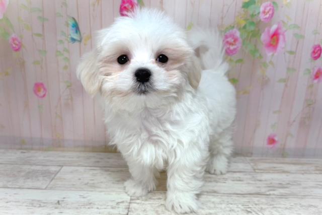 千葉県のマルチーズ (Coo&RIKU市原店/2026年2月2日生まれ/男の子/ホワイト)の子犬の2枚目の画像