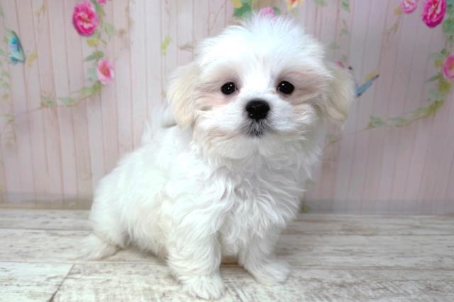 千葉県のマルチーズ (Coo&RIKU市原店/2026年2月2日生まれ/男の子/ホワイト)の子犬の3枚目の画像