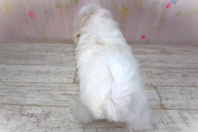 千葉県のマルチーズ (Coo&RIKU市原店/2026年2月2日生まれ/男の子/ホワイト)の子犬の4枚目の画像