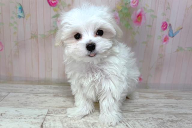 北海道のマルチーズ (Coo&RIKU釧路店/2026年2月2日生まれ/男の子/ホワイト)の子犬の1枚目の画像