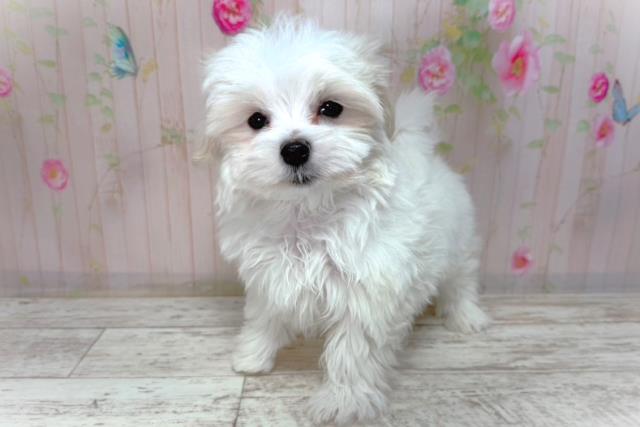 北海道のマルチーズ (Coo&RIKU釧路店/2026年2月2日生まれ/男の子/ホワイト)の子犬の2枚目の画像