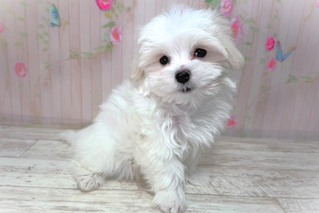 北海道のマルチーズ (Coo&RIKU釧路店/2026年2月2日生まれ/男の子/ホワイト)の子犬の3枚目の画像