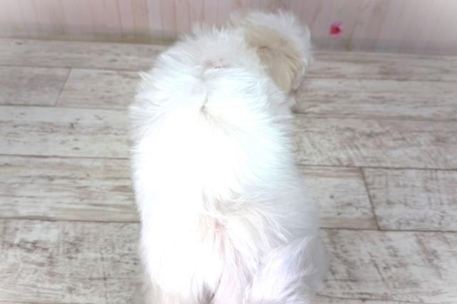 北海道のマルチーズ (Coo&RIKU釧路店/2026年2月2日生まれ/男の子/ホワイト)の子犬の4枚目の画像