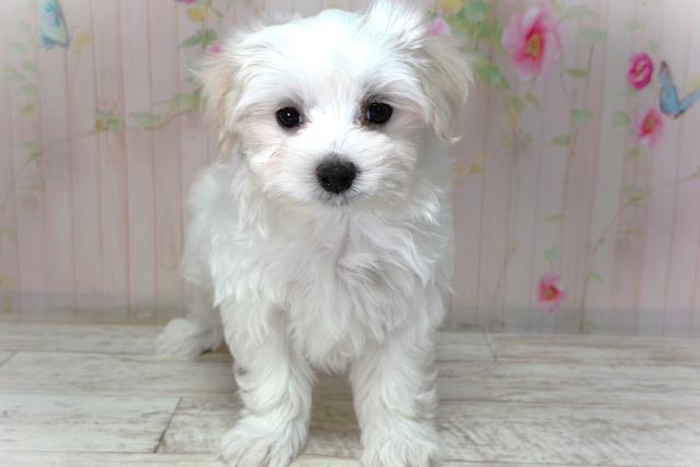 栃木県のマルチーズ (Coo&RIKU宇都宮店/2026年2月2日生まれ/女の子/ホワイト)の子犬の1枚目の画像