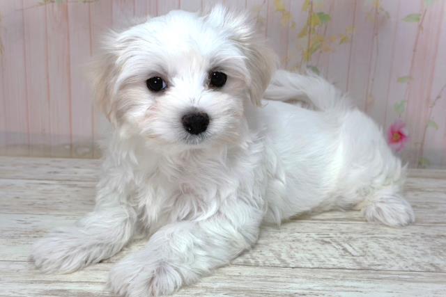 栃木県のマルチーズ (Coo&RIKU宇都宮店/2026年2月2日生まれ/女の子/ホワイト)の子犬の2枚目の画像