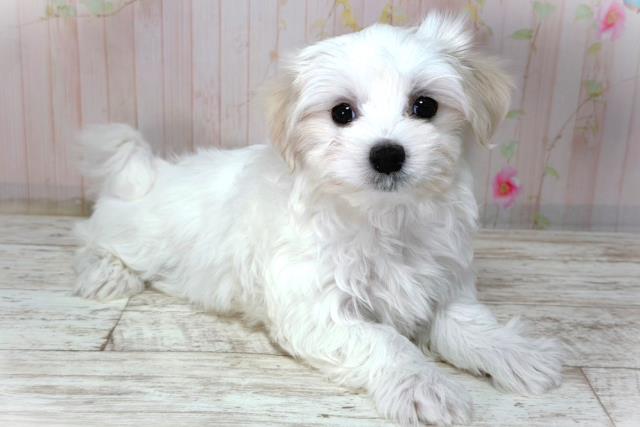 栃木県のマルチーズ (Coo&RIKU宇都宮店/2026年2月2日生まれ/女の子/ホワイト)の子犬の3枚目の画像