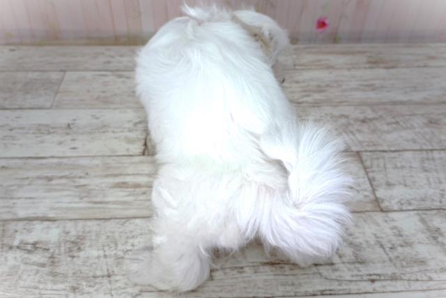 栃木県のマルチーズ (Coo&RIKU宇都宮店/2026年2月2日生まれ/女の子/ホワイト)の子犬の4枚目の画像