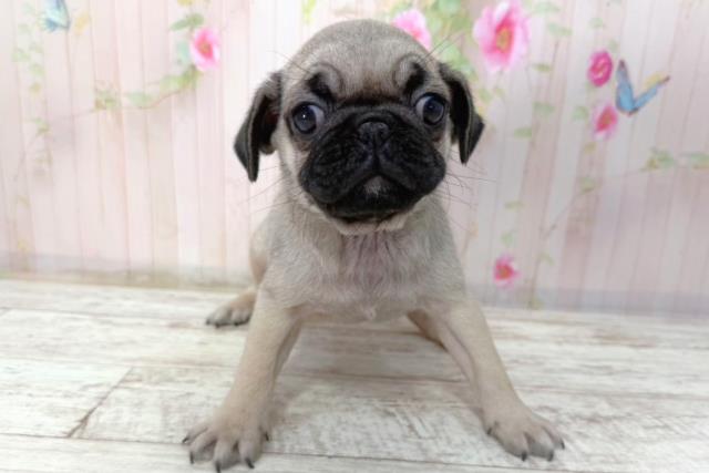 北海道のパグ (Coo&RIKU札幌東店/2026年2月8日生まれ/男の子/フォーン)の子犬の1枚目の画像