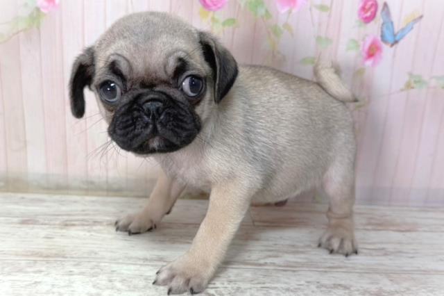 北海道のパグ (Coo&RIKU札幌東店/2026年2月8日生まれ/男の子/フォーン)の子犬の2枚目の画像