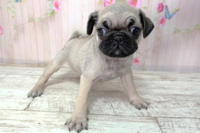 北海道のパグ (Coo&RIKU札幌東店/2026年2月8日生まれ/男の子/フォーン)の子犬の3枚目の画像