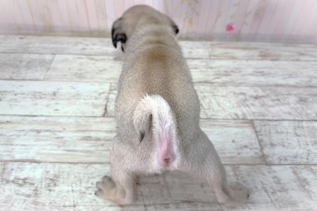 北海道のパグ (Coo&RIKU札幌東店/2026年2月8日生まれ/男の子/フォーン)の子犬の4枚目の画像