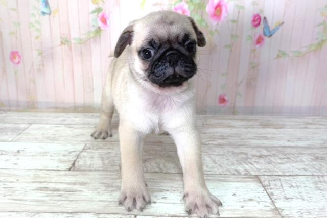 北海道のパグ (Coo&RIKU北見店/2026年2月8日生まれ/男の子/フォーン)の子犬の1枚目の画像