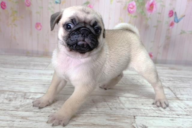 北海道のパグ (Coo&RIKU北見店/2026年2月8日生まれ/男の子/フォーン)の子犬の2枚目の画像