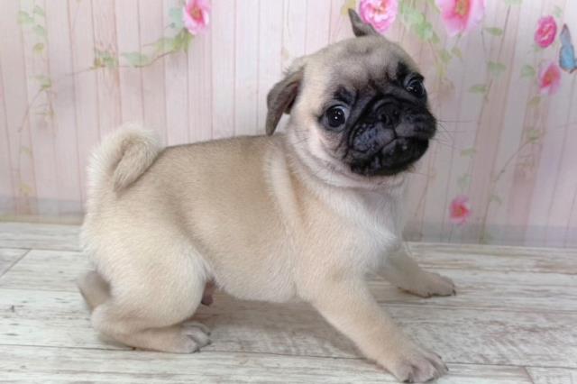 北海道のパグ (Coo&RIKU北見店/2026年2月8日生まれ/男の子/フォーン)の子犬の3枚目の画像