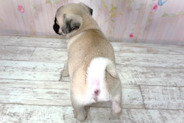 北海道のパグ (Coo&RIKU北見店/2026年2月8日生まれ/男の子/フォーン)の子犬の4枚目の画像