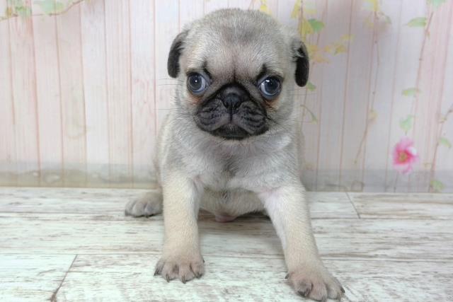 北海道のパグ (Coo&RIKU帯広店/2026年2月8日生まれ/男の子/フォーン)の子犬の1枚目の画像
