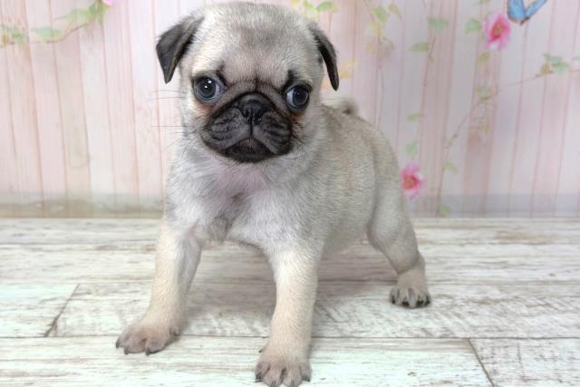 北海道のパグ (Coo&RIKU帯広店/2026年2月8日生まれ/男の子/フォーン)の子犬の2枚目の画像