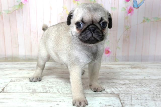 北海道のパグ (Coo&RIKU帯広店/2026年2月8日生まれ/男の子/フォーン)の子犬の3枚目の画像