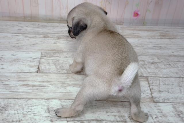 北海道のパグ (Coo&RIKU帯広店/2026年2月8日生まれ/男の子/フォーン)の子犬の4枚目の画像