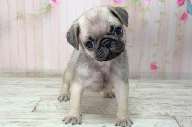 埼玉県のパグ (Coo&RIKU所沢店/2026年2月8日生まれ/女の子/フォーン)の子犬の1枚目の画像