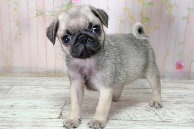 埼玉県のパグ (Coo&RIKU所沢店/2026年2月8日生まれ/女の子/フォーン)の子犬の2枚目の画像