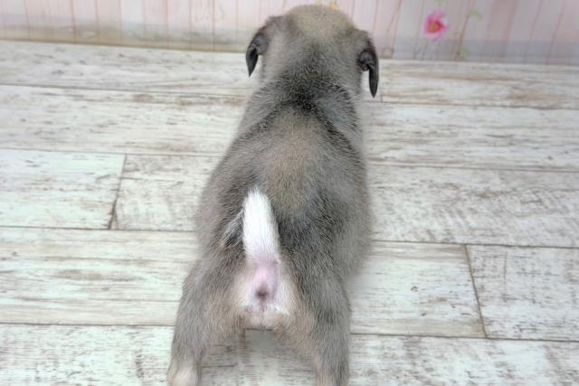 埼玉県のパグ (Coo&RIKU所沢店/2026年2月8日生まれ/女の子/フォーン)の子犬の4枚目の画像