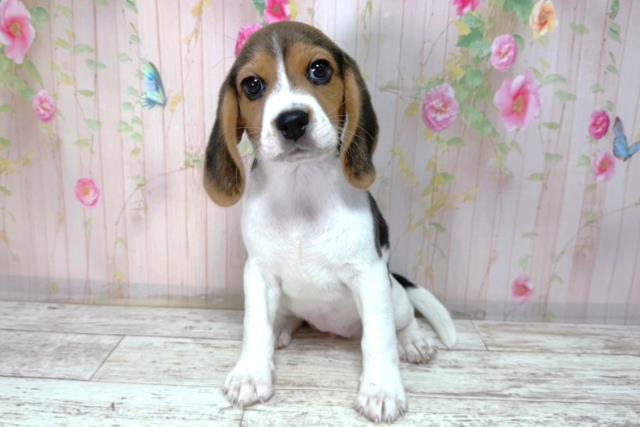 北海道のビーグル (Coo&RIKU函館店/2026年2月2日生まれ/女の子/ブラックタンホワイト)の子犬の1枚目の画像