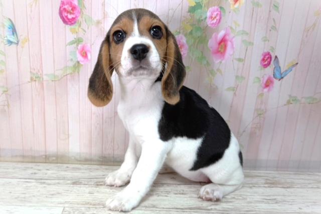 北海道のビーグル (Coo&RIKU函館店/2026年2月2日生まれ/女の子/ブラックタンホワイト)の子犬の2枚目の画像