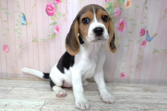 北海道のビーグル (Coo&RIKU函館店/2026年2月2日生まれ/女の子/ブラックタンホワイト)の子犬の3枚目の画像