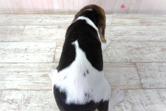 北海道のビーグル (Coo&RIKU函館店/2026年2月2日生まれ/女の子/ブラックタンホワイト)の子犬の4枚目の画像