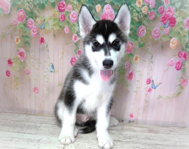 北海道のシベリアンハスキー (Coo&RIKU函館店/2026年2月2日生まれ/男の子/ブラックホワイト)の子犬