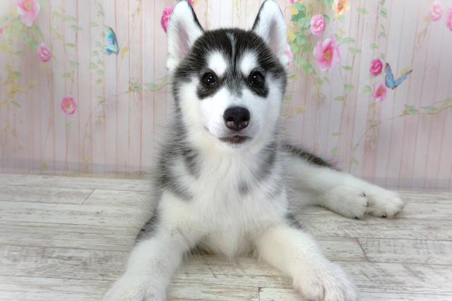 シベリアンハスキー