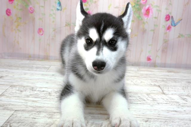 千葉県のシベリアンハスキー (Coo&RIKU市原店/2026年2月2日生まれ/女の子/ブラックホワイト)の子犬の1枚目の画像