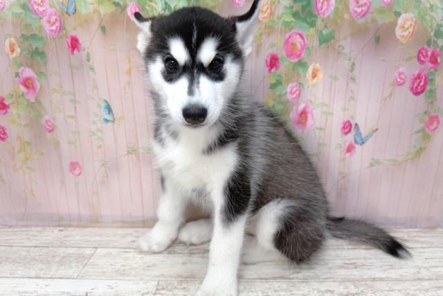 千葉県のシベリアンハスキー (Coo&RIKU市原店/2026年2月2日生まれ/女の子/ブラックホワイト)の子犬の2枚目の画像