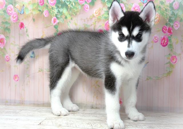 千葉県のシベリアンハスキー (Coo&RIKU市原店/2026年2月2日生まれ/女の子/ブラックホワイト)の子犬の3枚目の画像