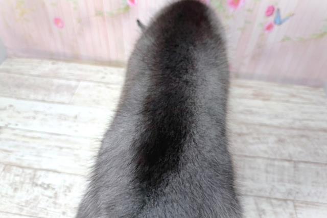 千葉県のシベリアンハスキー (Coo&RIKU市原店/2026年2月2日生まれ/女の子/ブラックホワイト)の子犬の4枚目の画像