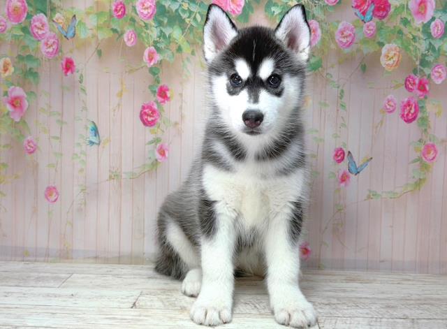 シベリアンハスキー