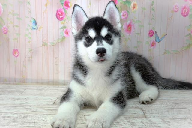 シベリアンハスキー