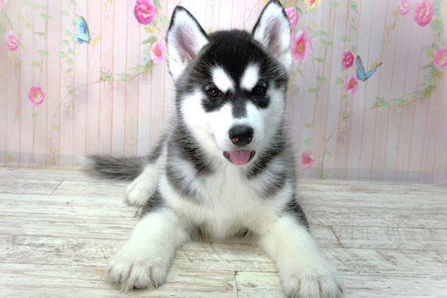 東京都のシベリアンハスキー (Coo&RIKU足立本店/2026年2月2日生まれ/女の子/ブラックホワイト)の子犬