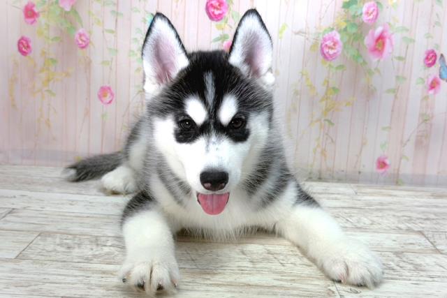 山梨県のシベリアンハスキー (Coo&RIKU甲府昭和通り店/2026年2月2日生まれ/女の子/ブラックホワイト)の子犬の1枚目の画像