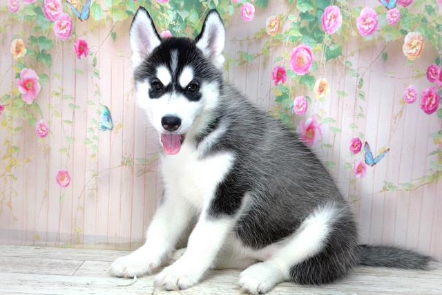 山梨県のシベリアンハスキー (Coo&RIKU甲府昭和通り店/2026年2月2日生まれ/女の子/ブラックホワイト)の子犬の2枚目の画像