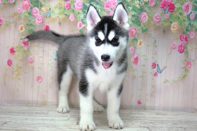 山梨県のシベリアンハスキー (Coo&RIKU甲府昭和通り店/2026年2月2日生まれ/女の子/ブラックホワイト)の子犬の3枚目の画像