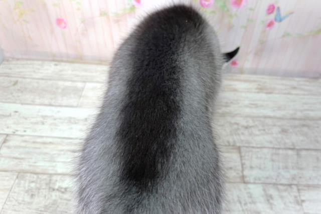 山梨県のシベリアンハスキー (Coo&RIKU甲府昭和通り店/2026年2月2日生まれ/女の子/ブラックホワイト)の子犬の4枚目の画像