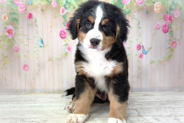 東京都のバーニーズマウンテンドッグ (Coo&RIKU八王子西店/2026年2月2日生まれ/男の子/ブラックラストホワイト)の子犬の1枚目の画像