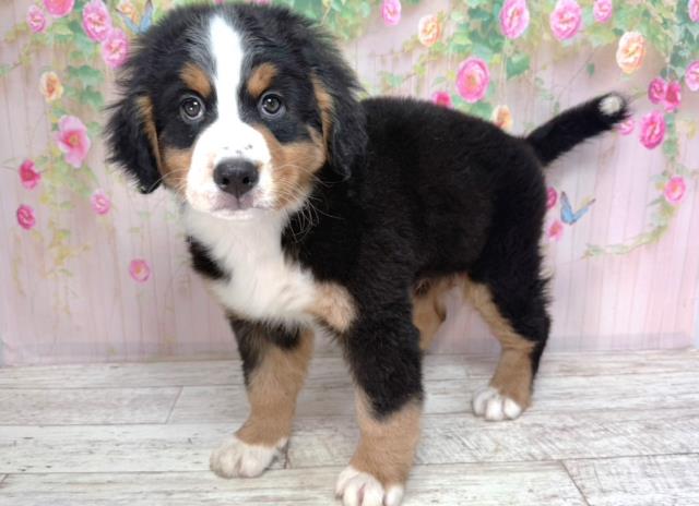 東京都のバーニーズマウンテンドッグ (Coo&RIKU八王子西店/2026年2月2日生まれ/男の子/ブラックラストホワイト)の子犬の2枚目の画像