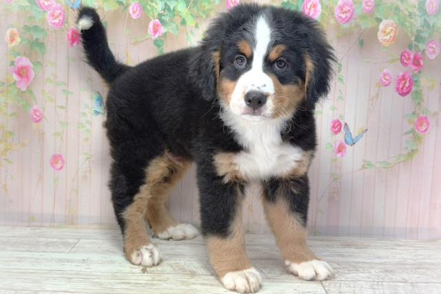 東京都のバーニーズマウンテンドッグ (Coo&RIKU八王子西店/2026年2月2日生まれ/男の子/ブラックラストホワイト)の子犬の3枚目の画像