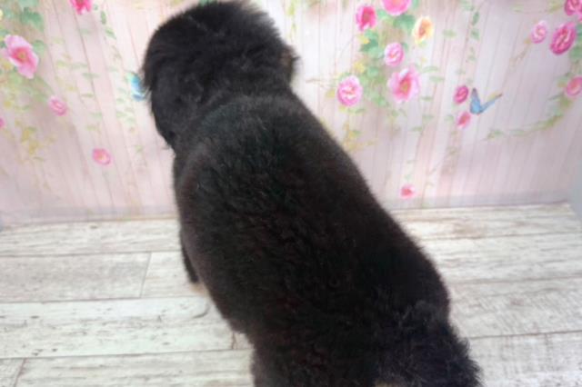 東京都のバーニーズマウンテンドッグ (Coo&RIKU八王子西店/2026年2月2日生まれ/男の子/ブラックラストホワイト)の子犬の4枚目の画像