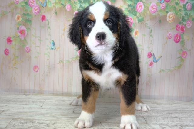 東京都のバーニーズマウンテンドッグ (Coo&RIKU足立本店/2026年2月2日生まれ/男の子/ブラックラストホワイト)の子犬